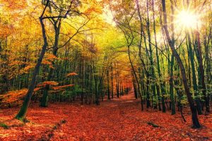 autumn-3804001_1920-768x512