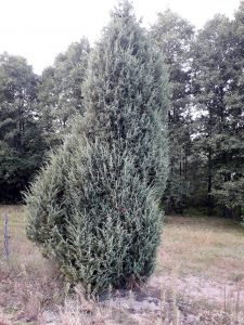 jalowiec-kur (1)