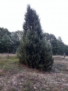 jalowiec-kur (2)