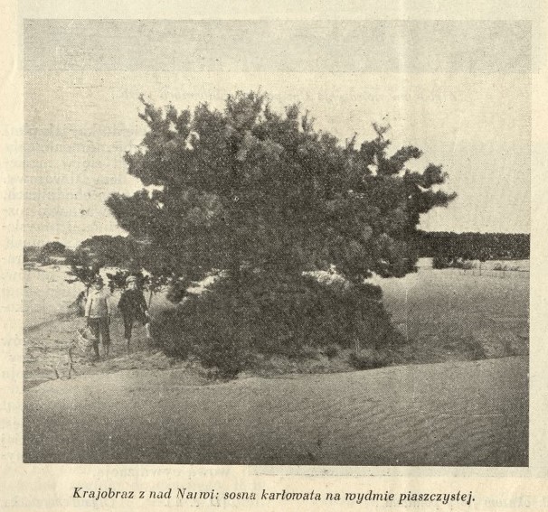 sosna-karłowata-bluszczc